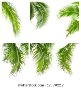 collection of coconut leaves isolated on white background, clipping path included
