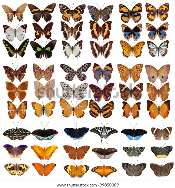 Collection Colored Butterflies Isolated On White Stock Photo (Edit Now