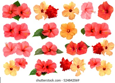 hibiscus flower images stock photos vectors shutterstock hibiscus flowers
