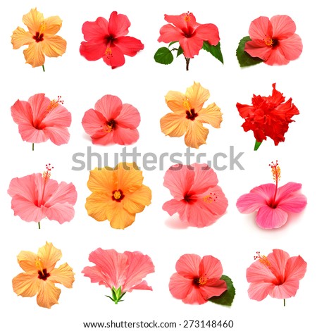 Collection of colored hibiscus with leaves isolated on white background