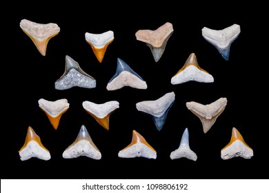 Collection Of Colorful Bone Valley Bull Shark Teeth