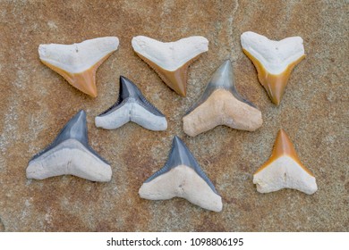 Collection Of Colorful Bone Valley Bull Shark Teeth