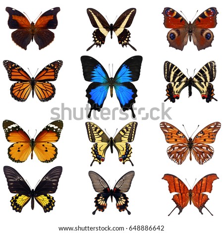 Collection of colorful butterfly isolated on white background.