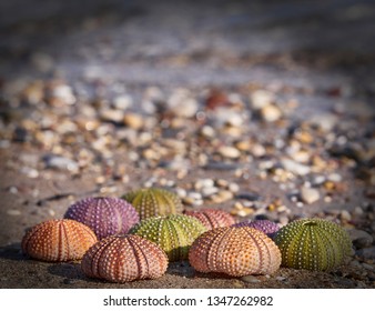 Green Sea Urchin Images Stock Photos Vectors Shutterstock