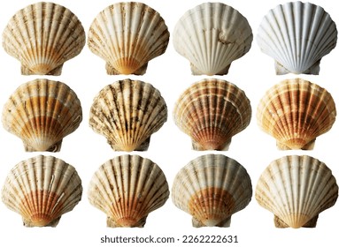 Collection of Conch Shells (Scallop Shells - See Pectinidae), isolated on white or transparent background, photography, png.