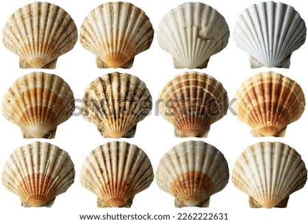 Collection of Conch Shells (Scallop Shells - See Pectinidae), isolated on white or transparent background, photography, png.