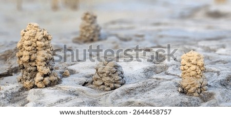 A collection of crawdad burrows.