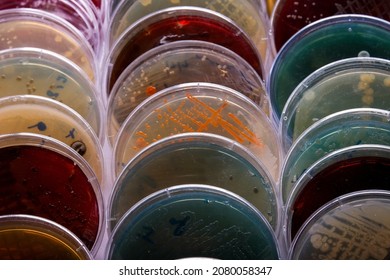 collection of culture plates contain growth of microorganisms on different agar media - Shutterstock ID 2080058347