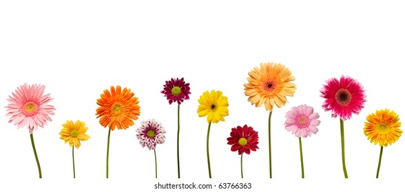 Collection Of  Daisy Flower On White Background. Each One Is Shot Separately