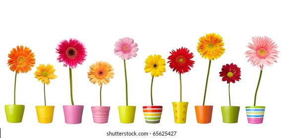 collection of  daisy flower on white background. each one is shot separately - Powered by Shutterstock