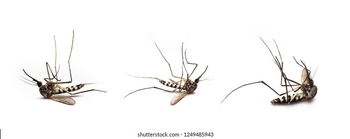 5,594 Dead Mosquito Images, Stock Photos & Vectors | Shutterstock
