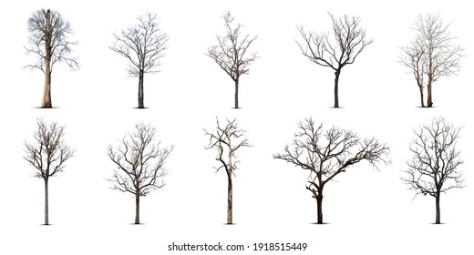 Tree Silhouette Black Images, Stock Photos & Vectors | Shutterstock