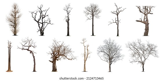 Collection of dead tree,dry tree, isolated on white background. - Shutterstock ID 2124713465