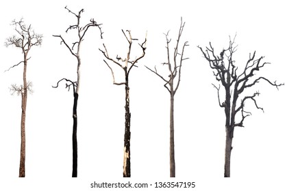 Collection of dead trees silhouettes isolated on white background - Shutterstock ID 1363547195