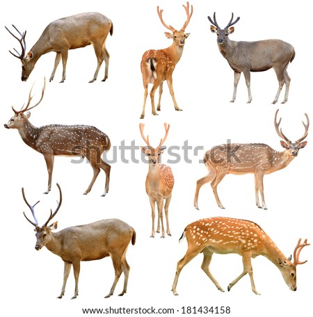 collection of deer isolated on white background