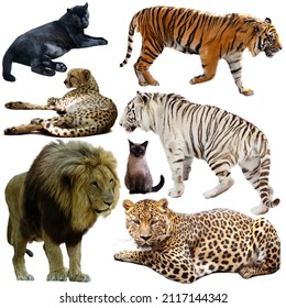 Collection Of Different Animals Of Felidae Family Isolated On White Background