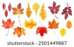 collection of different autumn leaves on white isolated background, top view