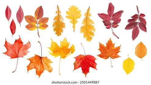 collection of different autumn leaves on white isolated background, top view - Powered by Shutterstock