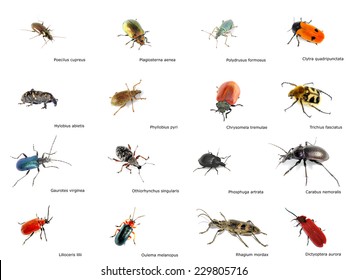 Collection Different Beetles Latin Name Stock Photo Edit Now 229805716