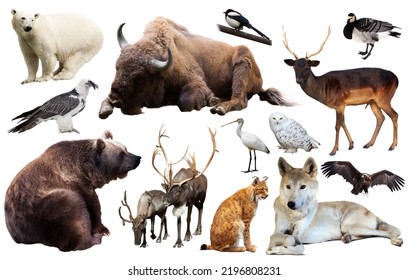 199,093 Europe mammal Images, Stock Photos & Vectors | Shutterstock