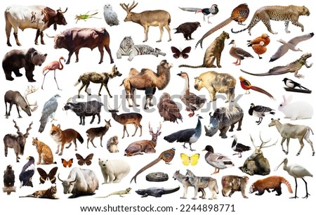 collection of different birds, mammals and reptiles from asia isolated on white background