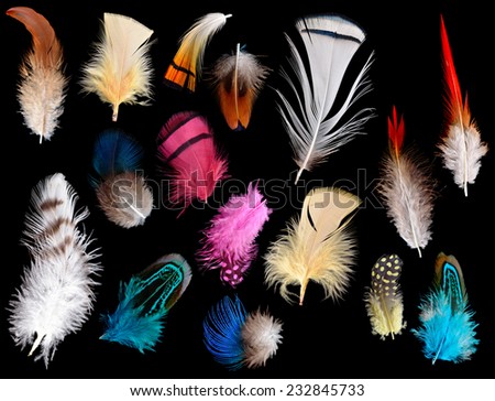 Collection of different color feathers. Isolated on black background.