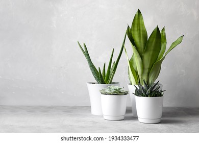 A collection of different house plants: cacti, succulents in different pots. Echeveria, haworthia, aloe vera, sansevieria - Shutterstock ID 1934333477