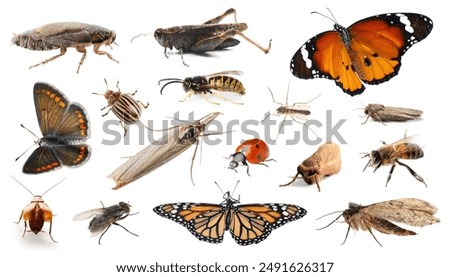Collection of different insects isolated on white