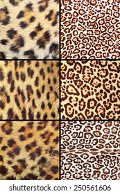 Collection Different Real Leopard Pelts Natural Stock Photo 250561606 ...