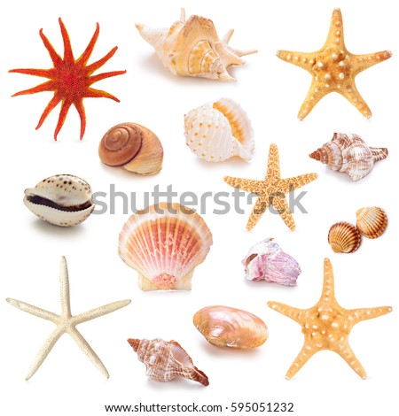 Collection of different seashells . Isolated on white background.