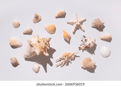 Collection of different seashells, starfish, coral on light gray background top view. Beautiful shells, summer tropical background, marine objects for design. Vacation concept