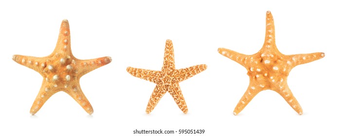 124,566 Starfish on a white background Images, Stock Photos & Vectors ...