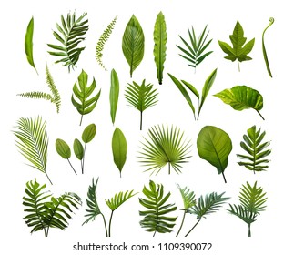 Collection Of Different Tropical Leaves. Elements Set Leaf On Isolated White Background