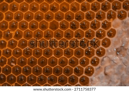 A collection documenting the stages of beekeeping in Hadramout—from foraging and comb building to harvesting the pure, high-quality Hadrami honey.
