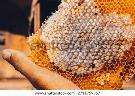 A collection documenting the stages of beekeeping in Hadramout—from foraging and comb building to harvesting the pure, high-quality Hadrami honey.
