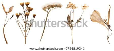 A collection of dried botanical elements, including various flowers and leaves, showcasing natural textures and earthy tones.