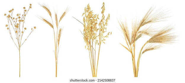 Collection of dried ears of cereals isolated on a white background. Ears of wheat, rye, flax and oat.