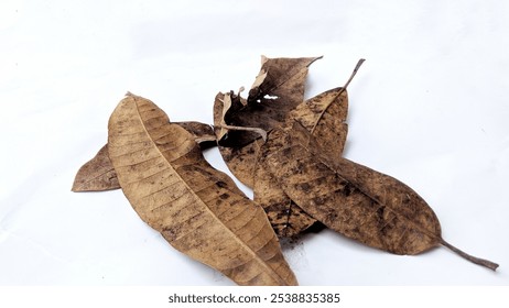 A collection of dried mango leaves with a white background, complete with a large copy space area, suitable for use as an autumn background.