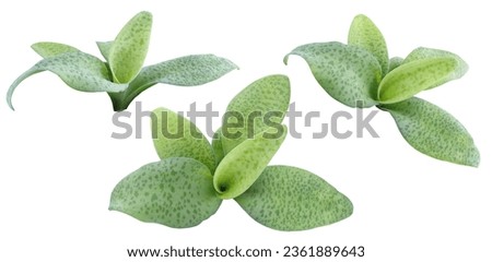 Collection of Drimiopsis botryoides baker, Leopard lily, Drimiopsis botryoides or Giant squill on a white background with clipping path. 