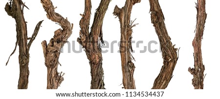Collection dry branches of the vine isolated on white, including clipping path
