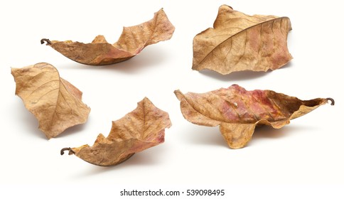 Collection Of Dry Leaf Closeup On The White Background