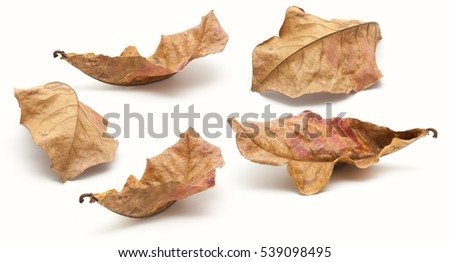 Collection of dry leaf closeup on the white background