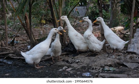 2,384 Duck lay eggs Images, Stock Photos & Vectors | Shutterstock