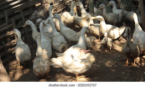 348 Slaughtered Duck Images, Stock Photos & Vectors | Shutterstock