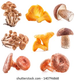 Collection of Edible wild mushroom isolated on white background