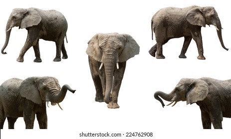 Collection of Elephants in different angles isolated on white background