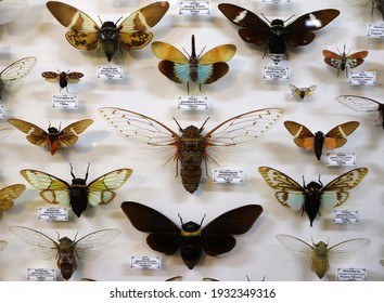 Collection Of Exotic Insects. Entomology. Pharmaceutical Garden, Moscow, Russia. 