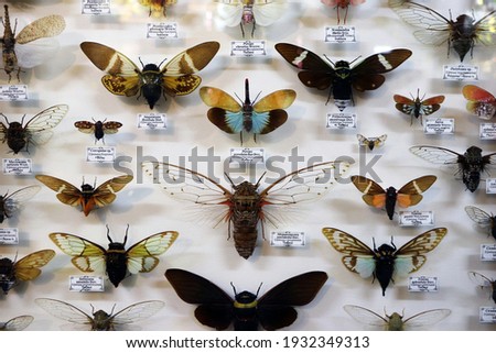 Collection of exotic insects. Entomology. Pharmaceutical garden, Moscow, Russia. 