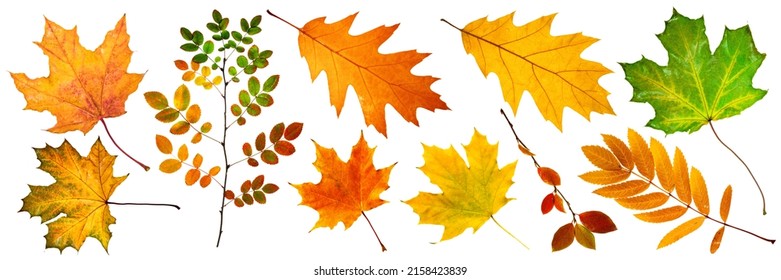 collection of fallen autumn leaves from different trees, leaves of maple, oak, mountain ash, wild rose,