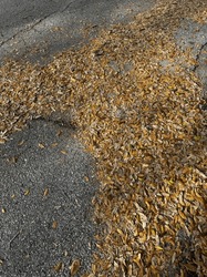 A Collection Of Fallen Leaves From A Large Oak Tree Lying In A Puddle On A Residential Street In A Neighborhood In Central Florida. Their Colors Are An Autumn Gold, Brown And Beige.